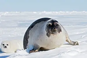 Groenlandica: Harp Seal - female & baby
