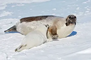 Groenlandica: Harp Seal - female & baby