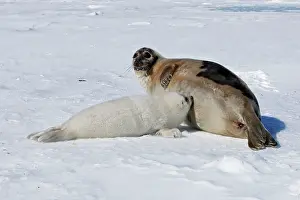 Groenlandica: Harp Seal - female & baby