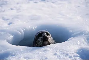 Harp: Harp SEAL - head peering out of breathing hole