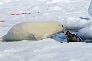 Groenlandica: Harp Seal - mother & baby