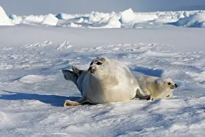 Groenlandica: Harp Seal - mother & baby