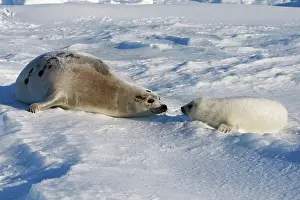 Groenlandica: Harp Seal - mother & baby
