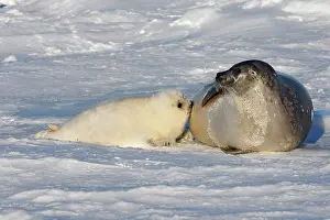 Groenlandica: Harp Seal - mother & baby