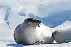 Groenlandica: Harp Seal - mother & baby