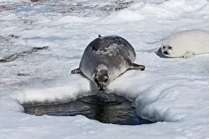 Groenlandica: Harp Seal - mother & baby