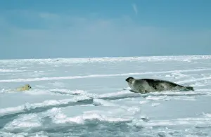 Harp: Harp SEAL - mother and cub, in snow