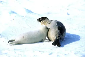 Harp: HARP SEAL - nursing pup