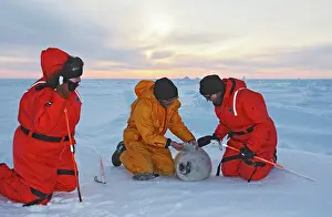 Groenlandica: Harp Seal - Observation of harp seals