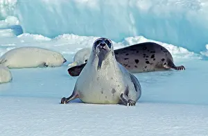 Groenlandicus: Harp Seal (pagophilus groenlandicus), Mother and