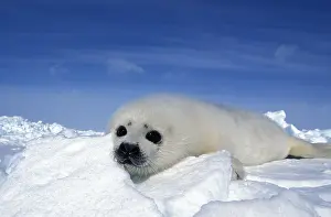 Groenlandicus: Harp Seal (pagophilus groenlandicus), Pup standing
