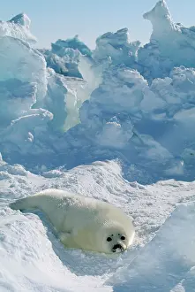 Groenlandica: Harp Seal - pup