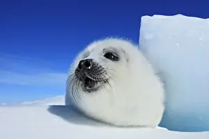 Groenlandica: Harp Seal - pup