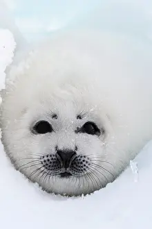 Groenlandica: Harp Seal - pup