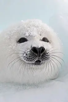 Groenlandica: Harp Seal - pup