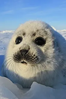 Harp: Harp Seal - pup
