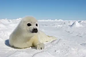 Harp: Harp Seal - pup