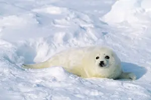 Harp: HARP SEAL - PUP