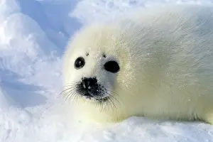 Harp: Harp Seal pup