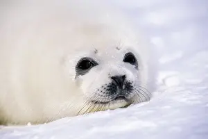 Harp: Harp Seal pup