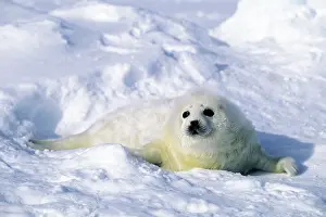 Harp: Harp Seal - pup