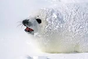 Harp: Harp Seal - pup