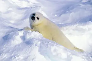 Harp: Harp Seal - pup