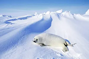 Harp: Harp Seal - pup