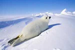 Harp: Harp Seal - pup