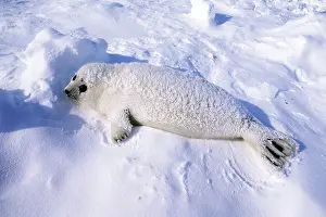 Harp: Harp Seal - pup