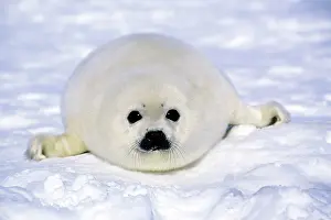 Harp: Harp Seal - pup
