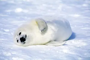 Harp: Harp Seal - pup