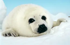 Groenlandica: HARP SEAL pup - close up of appealing face