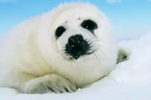 Groenlandica: HARP SEAL PUP - close-up of head