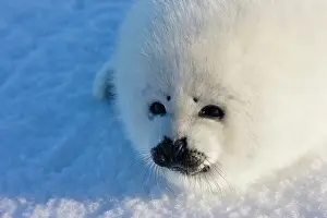 Groenlandicus: Harp seal pup, close up, Iles de la Madeleine