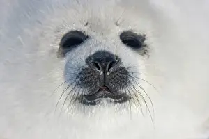 Groenlandicus: Harp seal pup, close up, Iles de la Madeleine