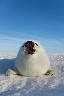 Groenlandicus: Harp seal pup, close up, Iles de la Madeleine