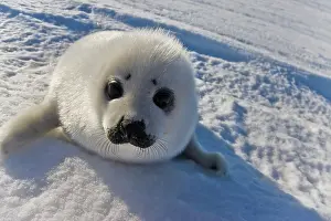 Groenlandicus: Harp seal pup, close up, Iles de la Madeleine