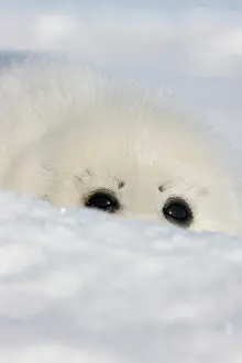 Groenlandicus: Harp seal pup, close up, Iles de la Madeleine
