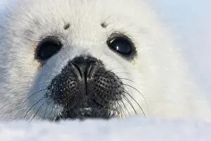 Groenlandicus: Harp seal pup, close up, Iles de la Madeleine