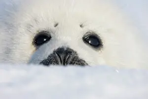 Groenlandicus: Harp seal pup, close up, Iles de la Madeleine