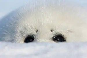 Groenlandicus: Harp seal pup, close up, Iles de la Madeleine