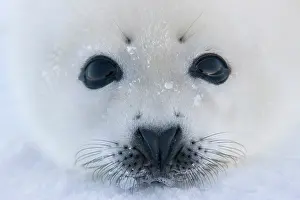 Groenlandicus: Harp seal pup on ice, Iles de la Madeleine