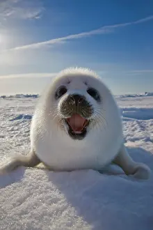 Groenlandicus: Harp seal pup on ice, Iles de la Madeleine