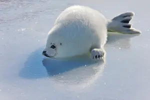 Groenlandicus: Harp seal pup on ice, Iles de la Madeleine