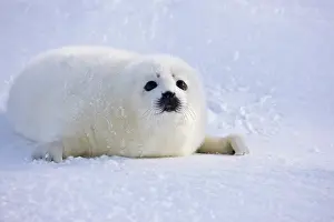 Groenlandicus: Harp seal pup on ice, Iles de la Madeleine