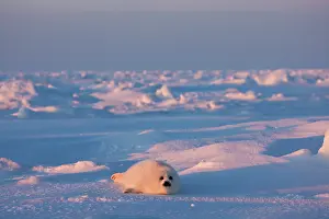 Groenlandicus: Harp seal pup on ice, Iles de la Madeleine