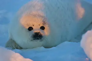Groenlandicus: Harp seal pup on ice, Iles de la Madeleine