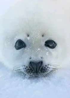 Groenlandicus: Harp seal pup on ice, Iles de la Madeleine
