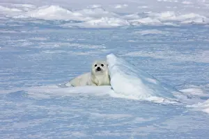 Groenlandicus: Harp seal pup on ice, Iles de la Madeleine